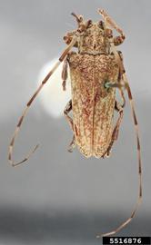  Sulpitus lilla , holotype specimen; © E.H. Nearns